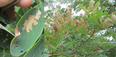 locust leafminers (Odontota dorsalis and Parectopa robiniella). MFS
