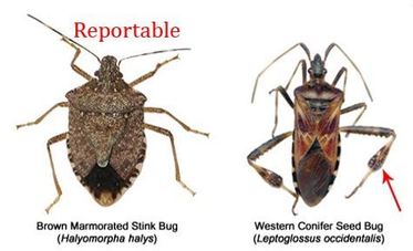 Brown Marmorated Stink Bug and Western Conifer Seedbug