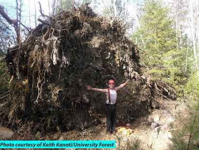 October 30, 2017 Wind damage, University of Maine Forest 