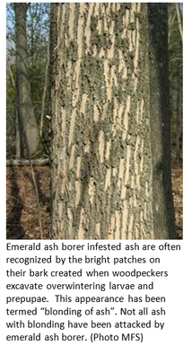 Infected Ash Tree