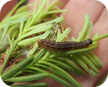 Spruce Budworm on branch