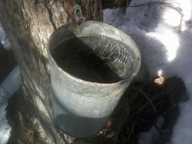 Sap bucket - Photo by Rob Federico