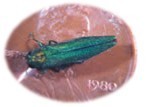emerald ash borer on a penny
