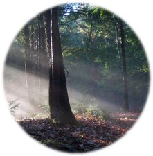 Sunlight streaming through the forest at Bradbury Mt State Park