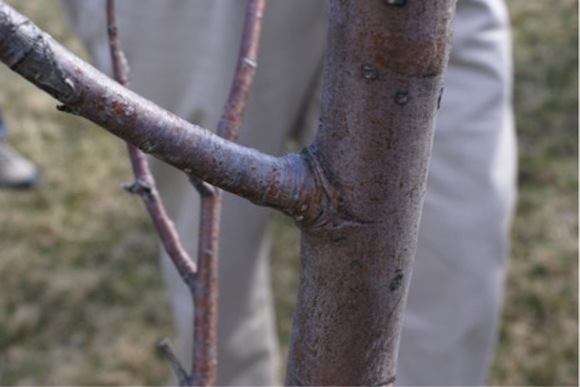 Photo Credit: Marjorie Peronto