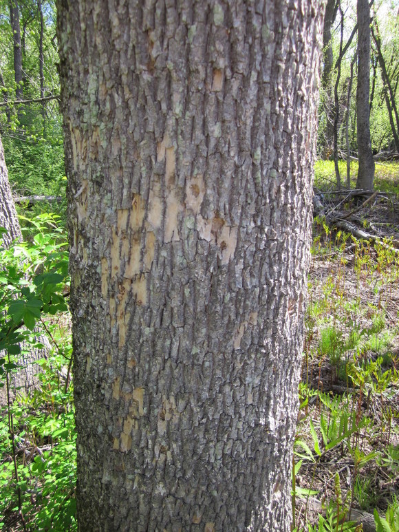 Damage to ash related to woodpecker feeding activity.