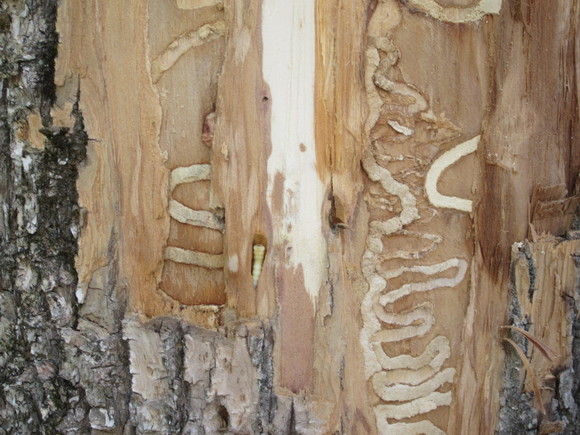 Larva of emerald ash borer and tunnels created under the bark by feeding larvae.