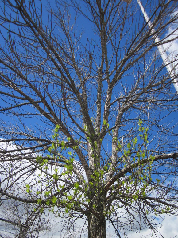 Crown dieback and abnormal shoots typical of ash tree severely damaged by emerald ash borer.   