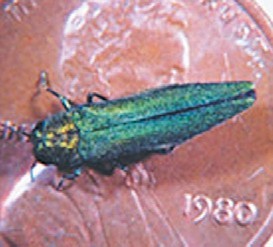 eab penny