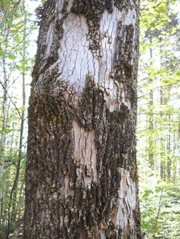 Several areas of smooth patch on an ash tree in a forested setting. Photo: Dennis Dobson.