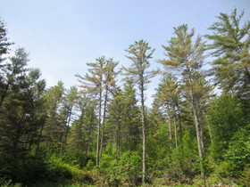 Symptoms of White pine needle diseases. Photo: Isabel Munck, USDA Forest Service.