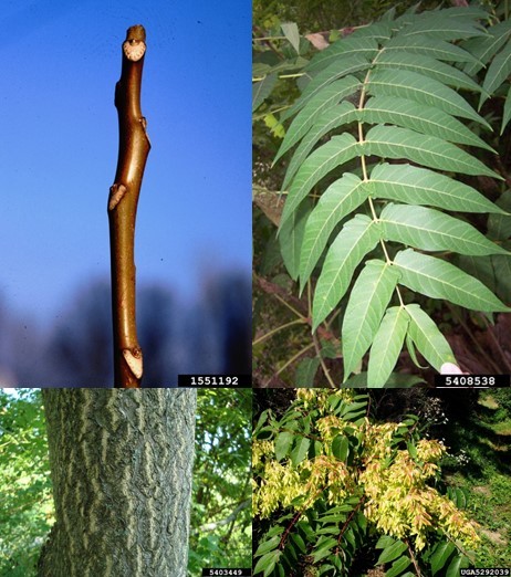 Tree-of-heaven characteristics.  Bugwood.org photos.