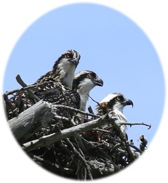 Osprey at the nest at Wolfe's Neck Woods State Park. Photographed by Jim Knox.