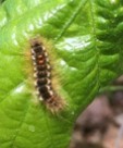 Browntail caterpillar closup shoing two the red spots used to ID it