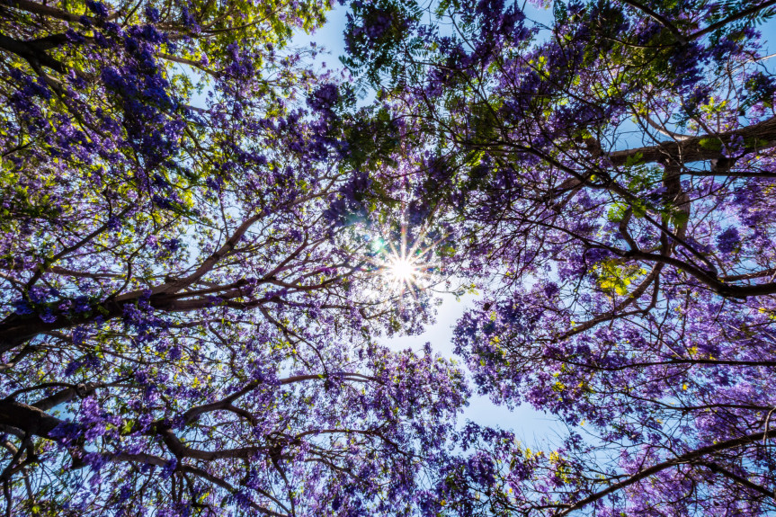 jacaranda