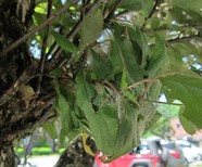 Browntail moth cocoon on Malus sp.