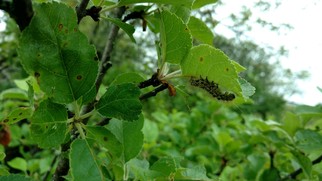 infected browntail moth caterpillar in Turner