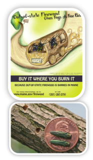 Don't move firewood poster and two emerald as borers on a penny.