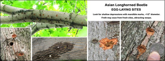 ALB oviposition sites