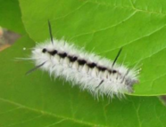 Hickory tussock