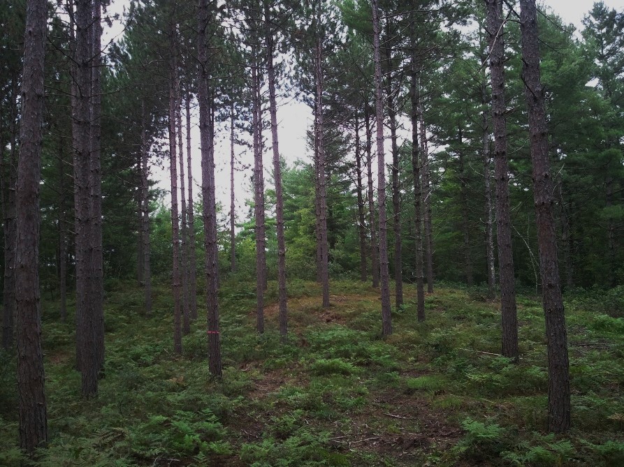 Tenmile River Demonstration Forest (M.Windsor photo)