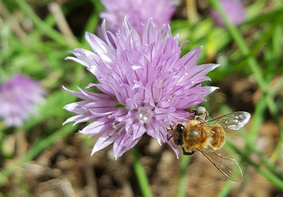 Pollinator. Photo by Jennifer Lund