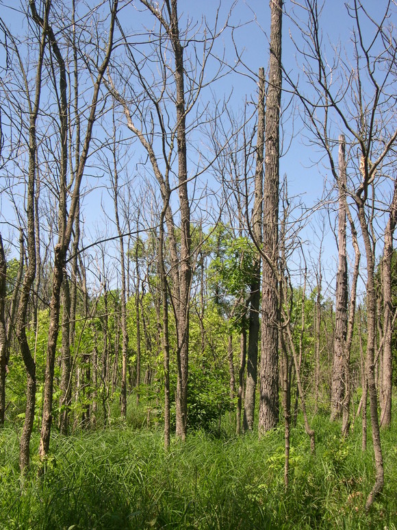Ash stand in MI damaged by emerald ash borer (Photo ME DACF).