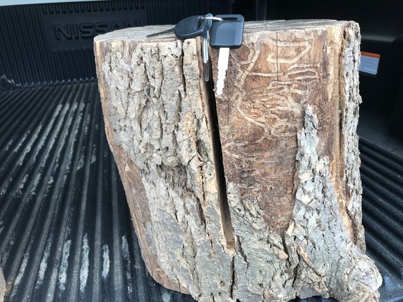 Tracks etched by emerald ash borer are seen on this out-of-state firewood surrendered in Newport ME. Photo MFS