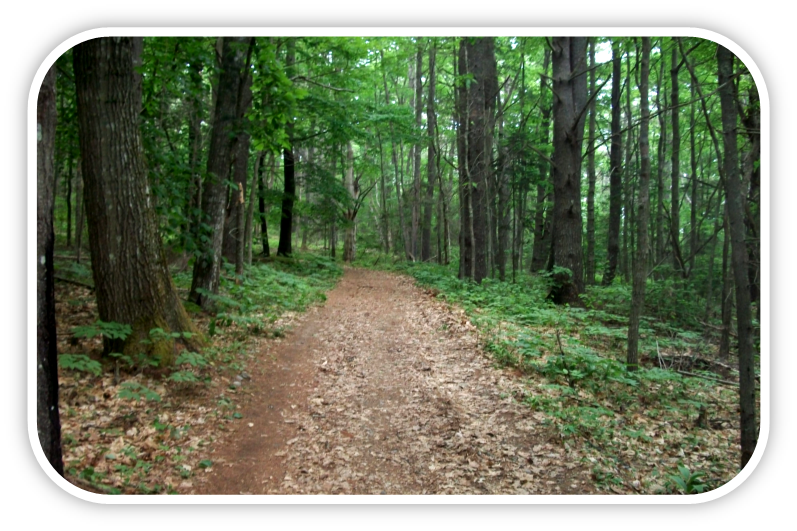 Forested path at Dodge Point Public Land