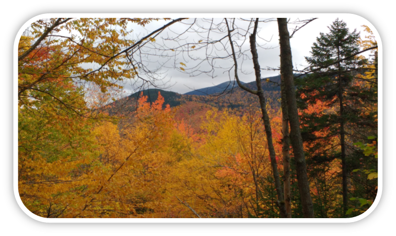 Golds and oranges of autumn with the mountains of Grafton Notch from the AT.