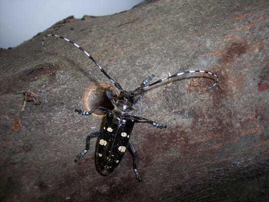 asian longhorned beetle adult