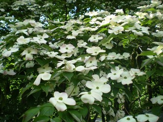 University of Massachusetts Webcast Photo