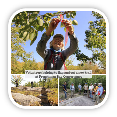 Volunteers helping to flag and cut a new trail at Frenchman Bay Conservancy.