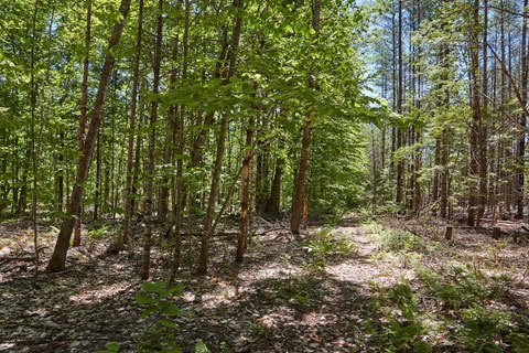 Trail through the Yankee Woodlot in Skowhegan Maine