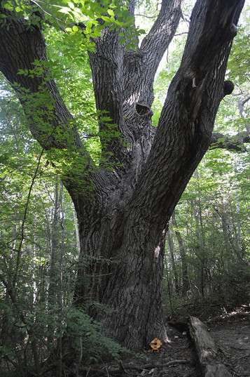 Maine Big Tree: Red Oak in Augusta