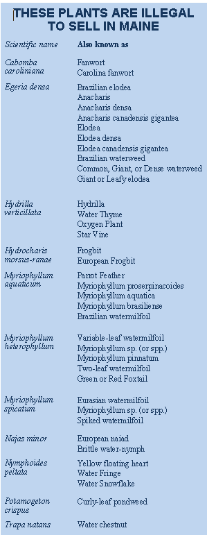 Invasive Aquatic Plant List