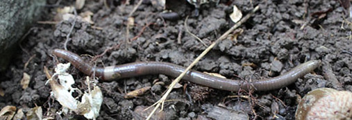 Invasive earthworms degrading soil; photo by Wade Simmons