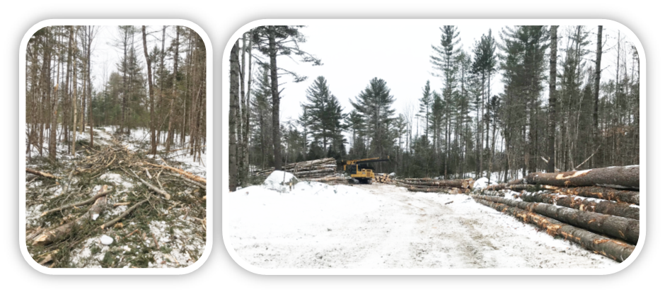 Tree harvest slash placed to protect trails. Select trees with space to mature. Harvested trees piled for transport.