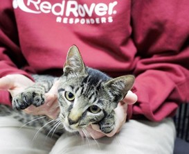 Redrover - Cat Pictured