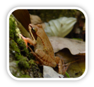 Wood frog on forest floor. Maine Natural Areas photo.