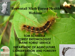 Browntail Moth in Maine