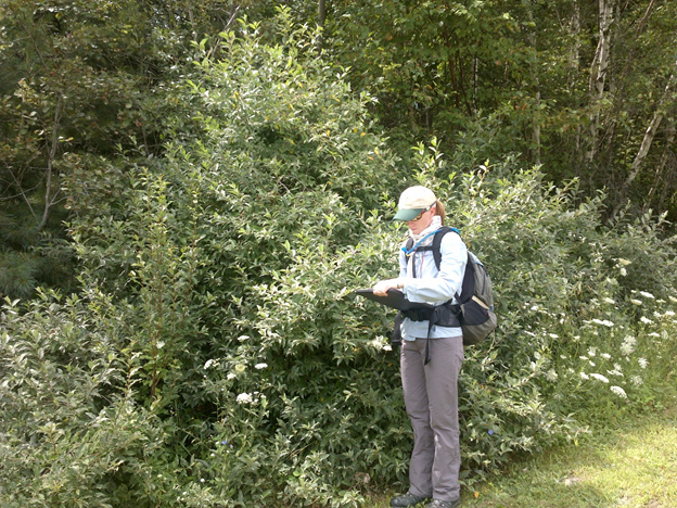 Surveying several large, invasive autumn olive shrubs at the edge of a field. 