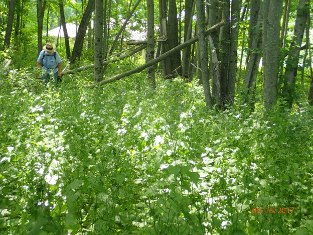 A project staff member surveys a large patch of invasive garlic mustard in Sidney.  