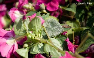 Impatiens Downy Mildew Infected Leaf