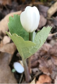 Bloodroot flower with leaf curled around the stem