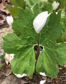 Bloodroot showing leaf detail - fully expanded.