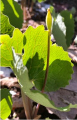 Bloodroot with seed pod.