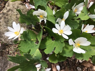 Bloodroot blossoms opening in the sunlight; not quite fully open.