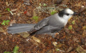 Gray Jay on the forest floor looking for food.