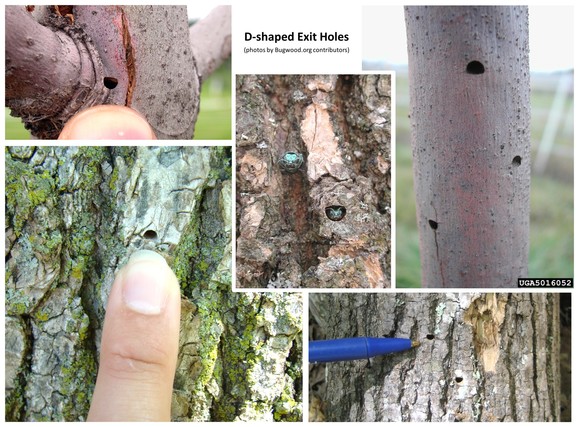 EAB holes